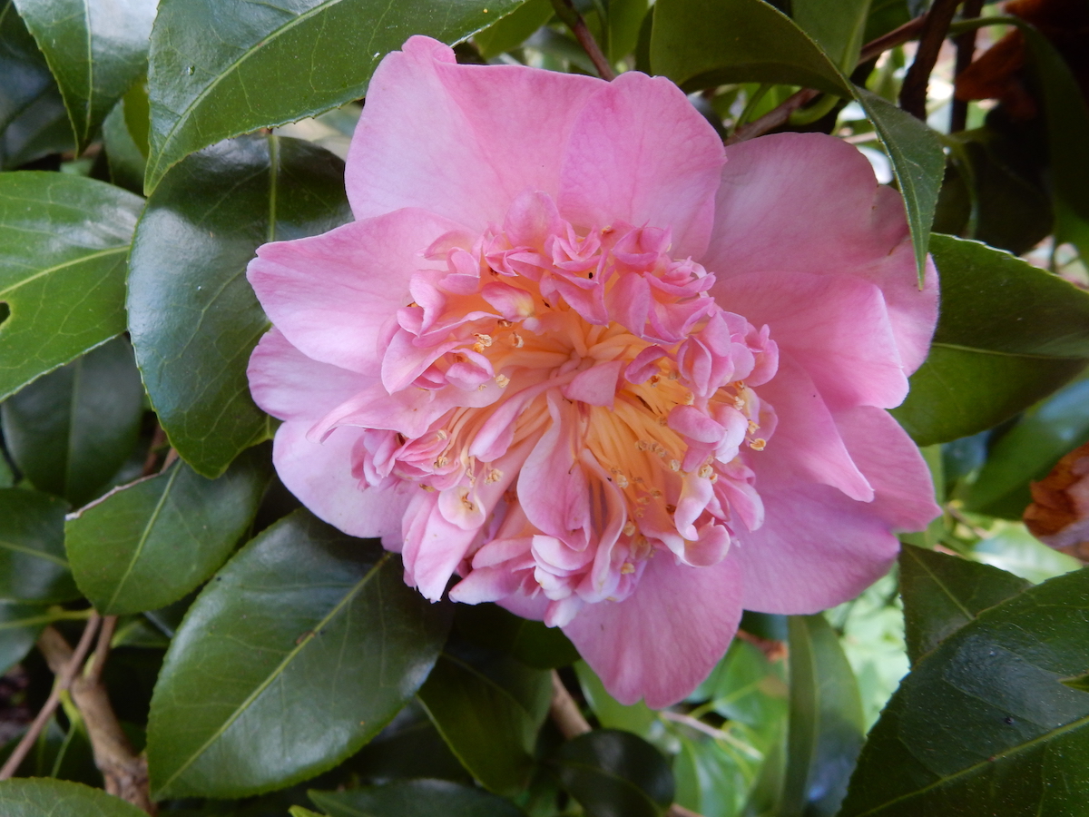 Toni Finlay's Fragrant